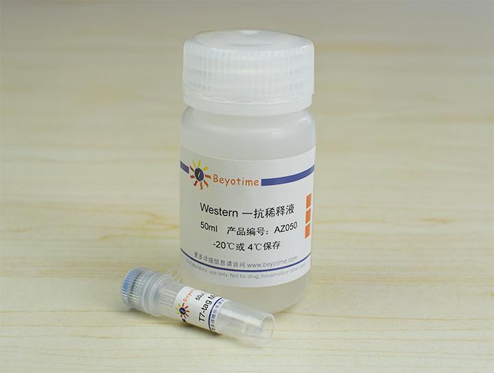 T7-tag Mouse Monoclonal Antibody